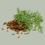 Dillsamen mit frischem Dillkraut auf hellem Hintergrund – natürliche Darstellung der Gewürz- und Kräuterquelle