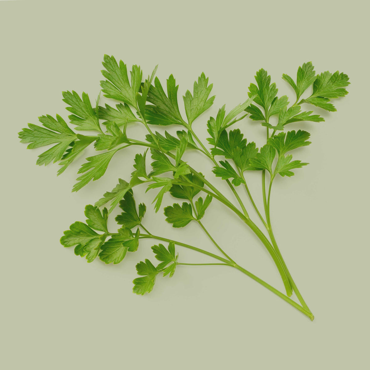 Frische Petersilie als Rohware, Petersilienzweig mit grünen Blättern auf hellem Hintergrund, Zutatenmotiv für JKR Spices