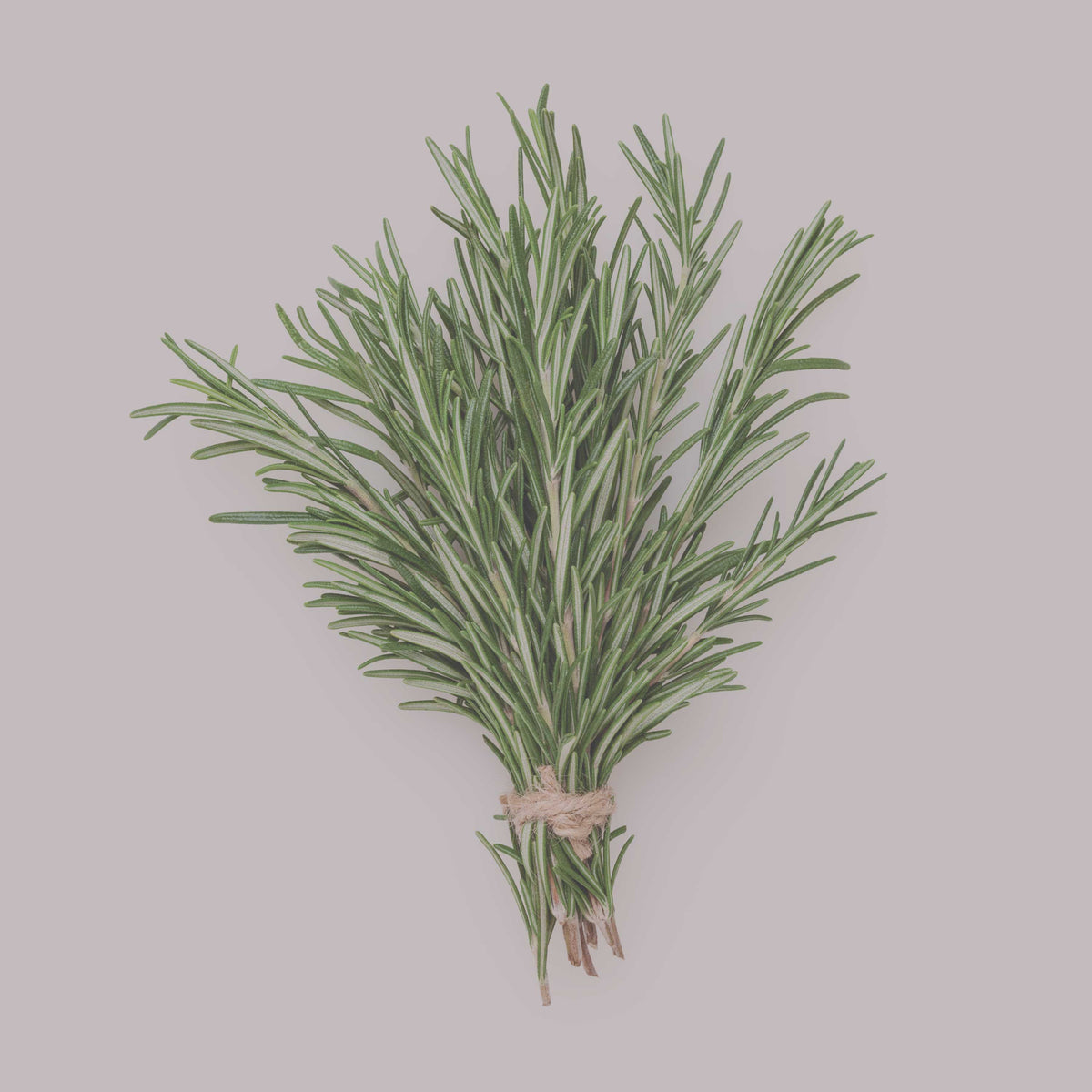 Rosmarin Zweig als Rohware, frischer Rosmarin mit Nadeln auf hellem Hintergrund, Zutatenmotiv für mediterrane Küche