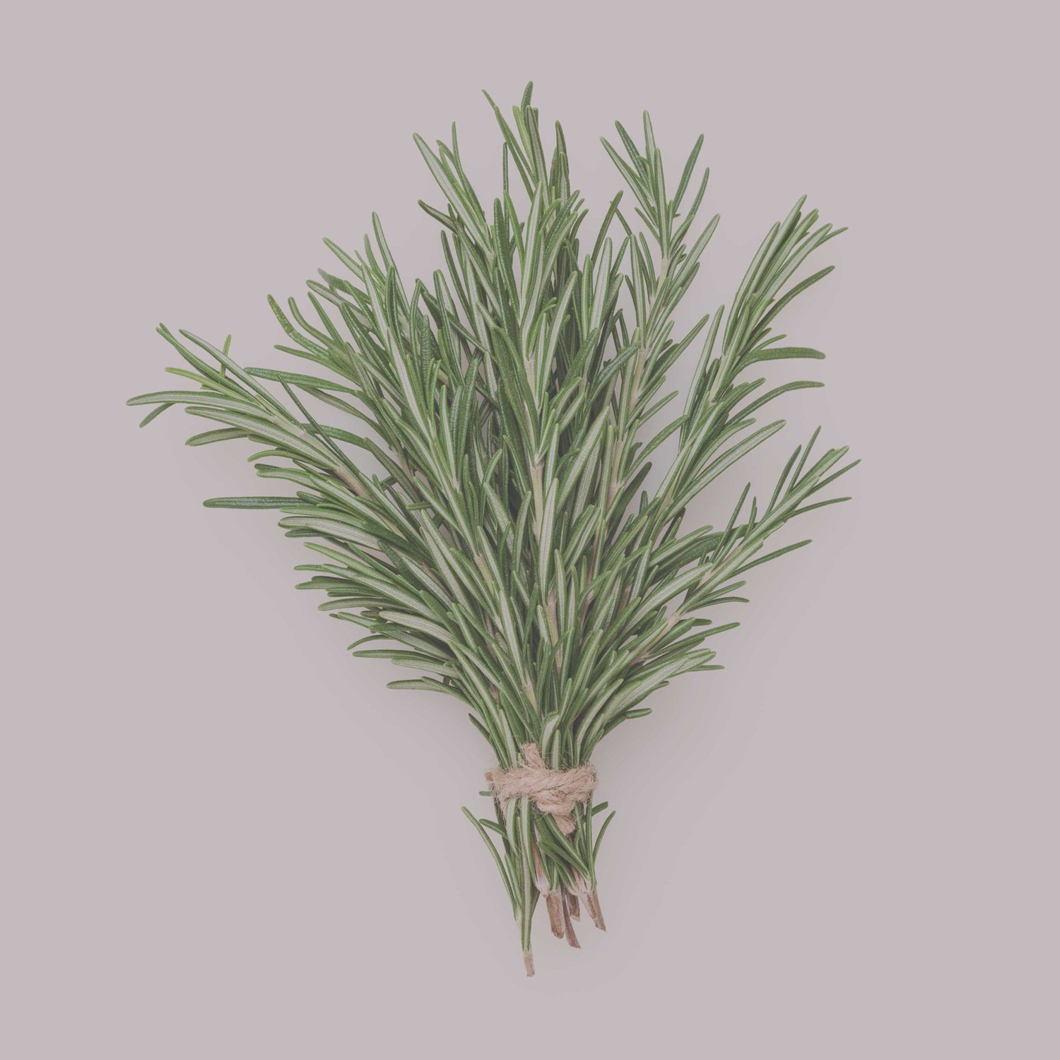 Rosmarin Zweig als Rohware, frischer Rosmarin mit Nadeln auf hellem Hintergrund, Zutatenmotiv für mediterrane Küche