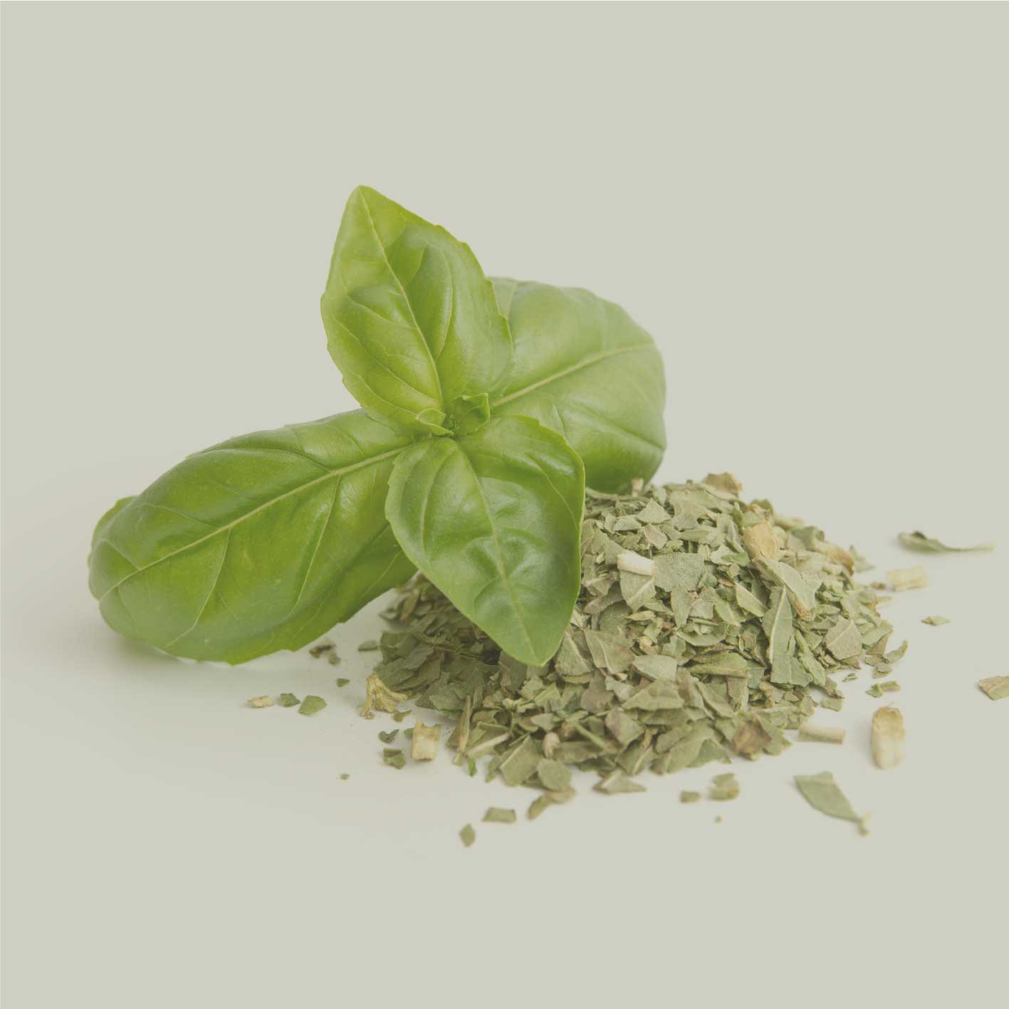 Getrockneter, gerebelter Basilikum mit frischem Basilikumblatt als natürliche Gewürz- und Kochzutat dargestellt