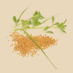 Bockshornkleesaat ganze Körner mit frischem Kraut, natürliche Gewürzsaat mit charakteristischem Aroma