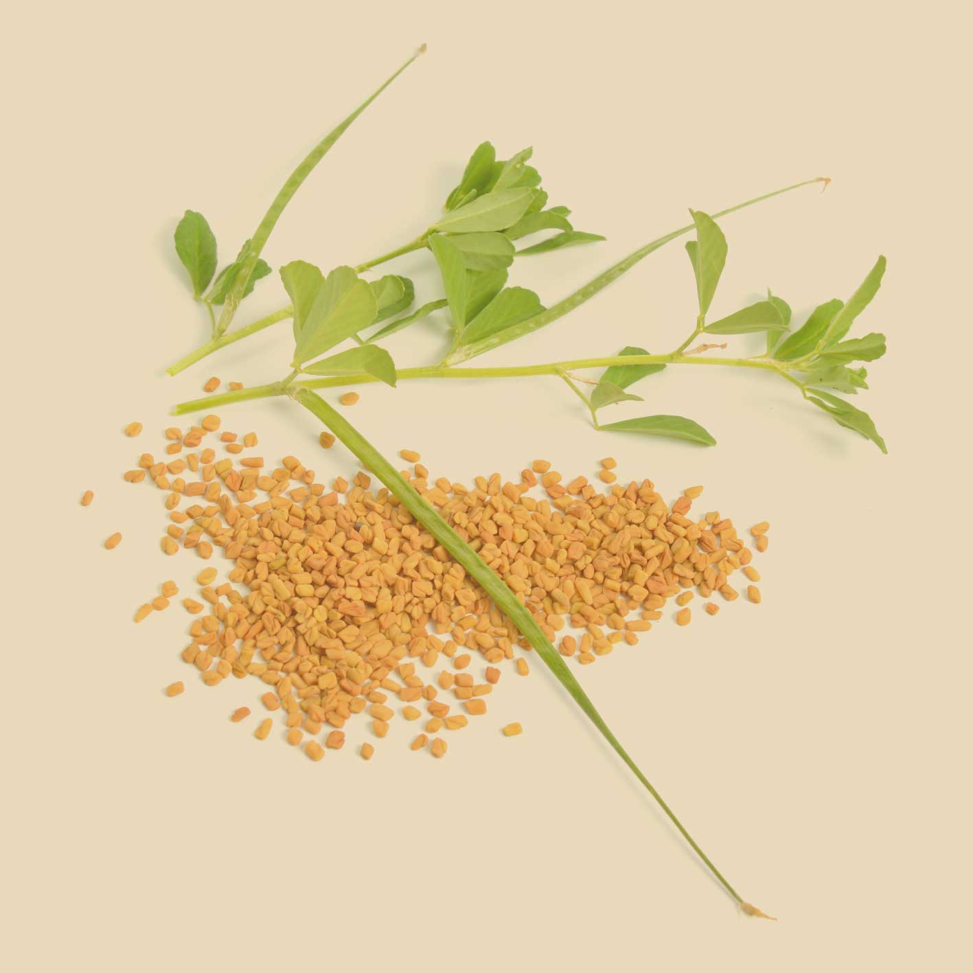 Bockshornkleesaat ganze Körner mit frischem Kraut, natürliche Gewürzsaat mit charakteristischem Aroma