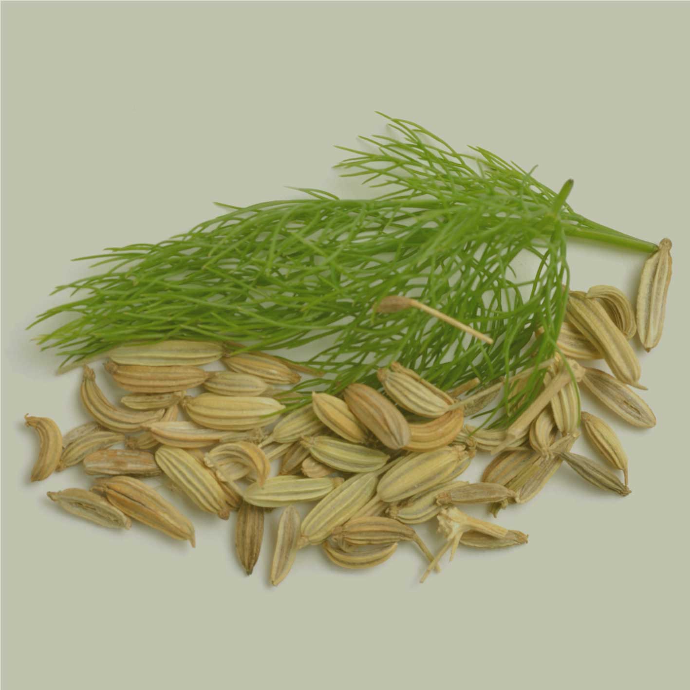 Fenchelsamen mit frischem Fenchelkraut auf hellem Hintergrund – natürliche Darstellung der Gewürzquelle