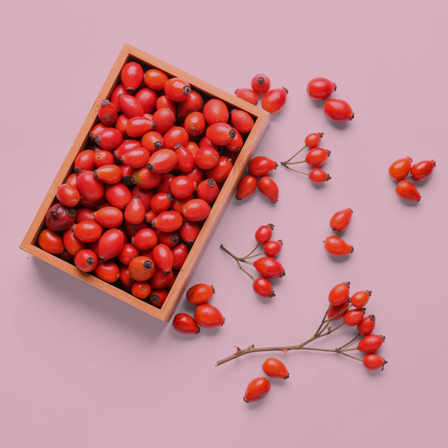 Frische Hagebutten lose und in einer Schale auf rosa Hintergrund – natürliche Darstellung der Frucht