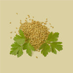 Koriander Samen mit frischen Korianderblättern als Zutatenmotiv, Rohware für JKR Spices Koriander gemahlen