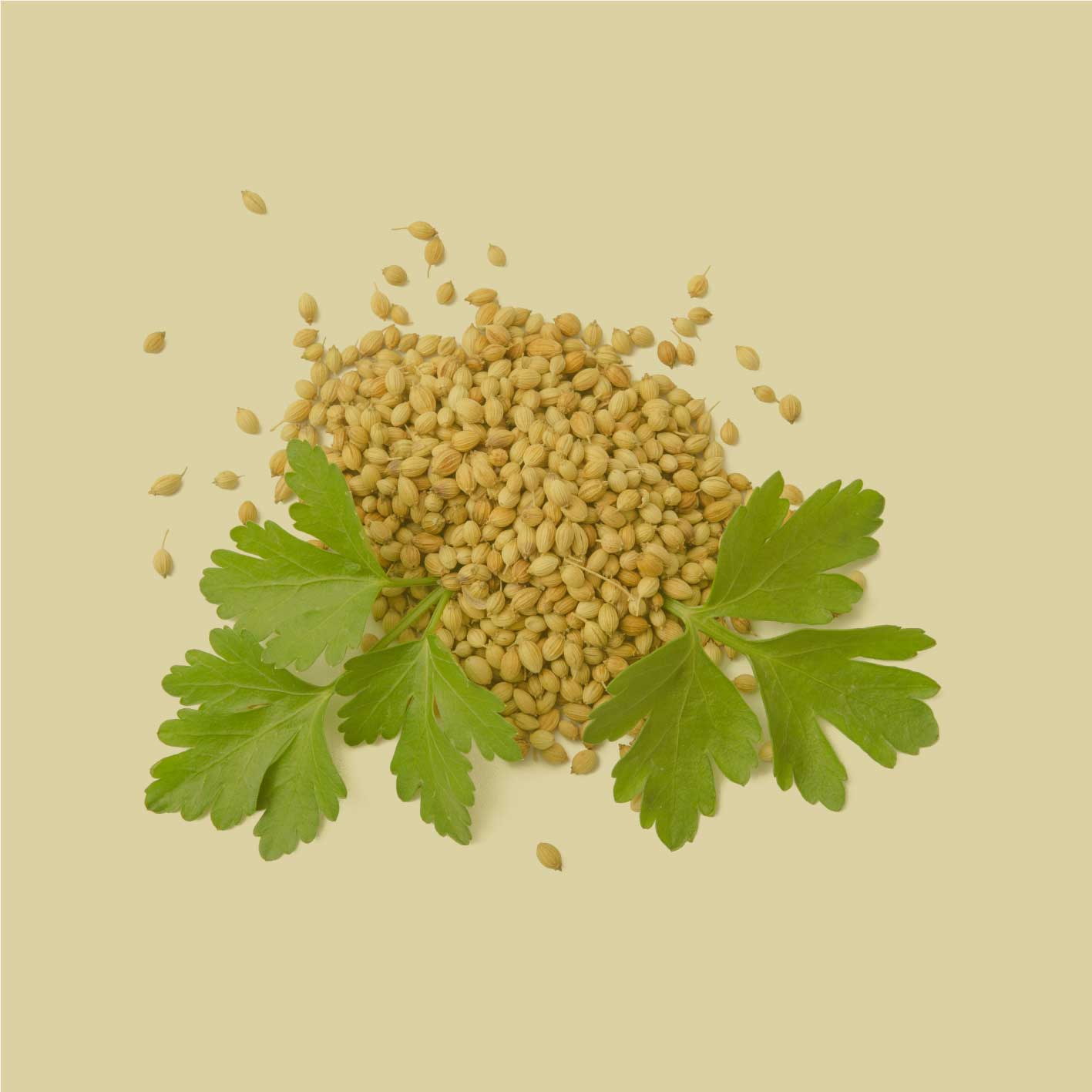 Koriander Samen mit frischen Korianderblättern als Zutatenmotiv, Rohware für JKR Spices Koriander gemahlen