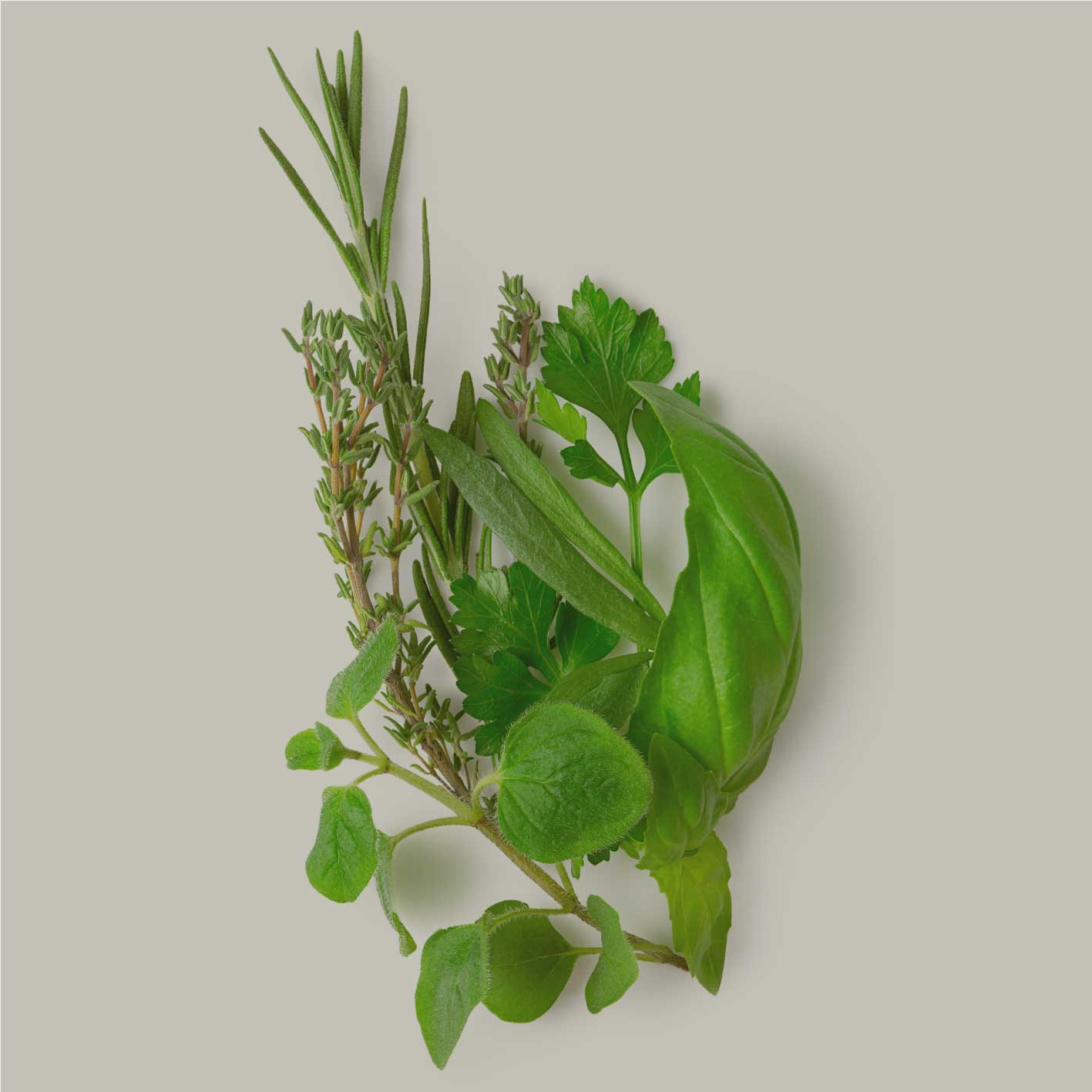 Kräuter der Provence Zutatenmotiv, frische Kräuterbündel mit Rosmarin und Basilikum, Rohware Motiv für JKR Spices