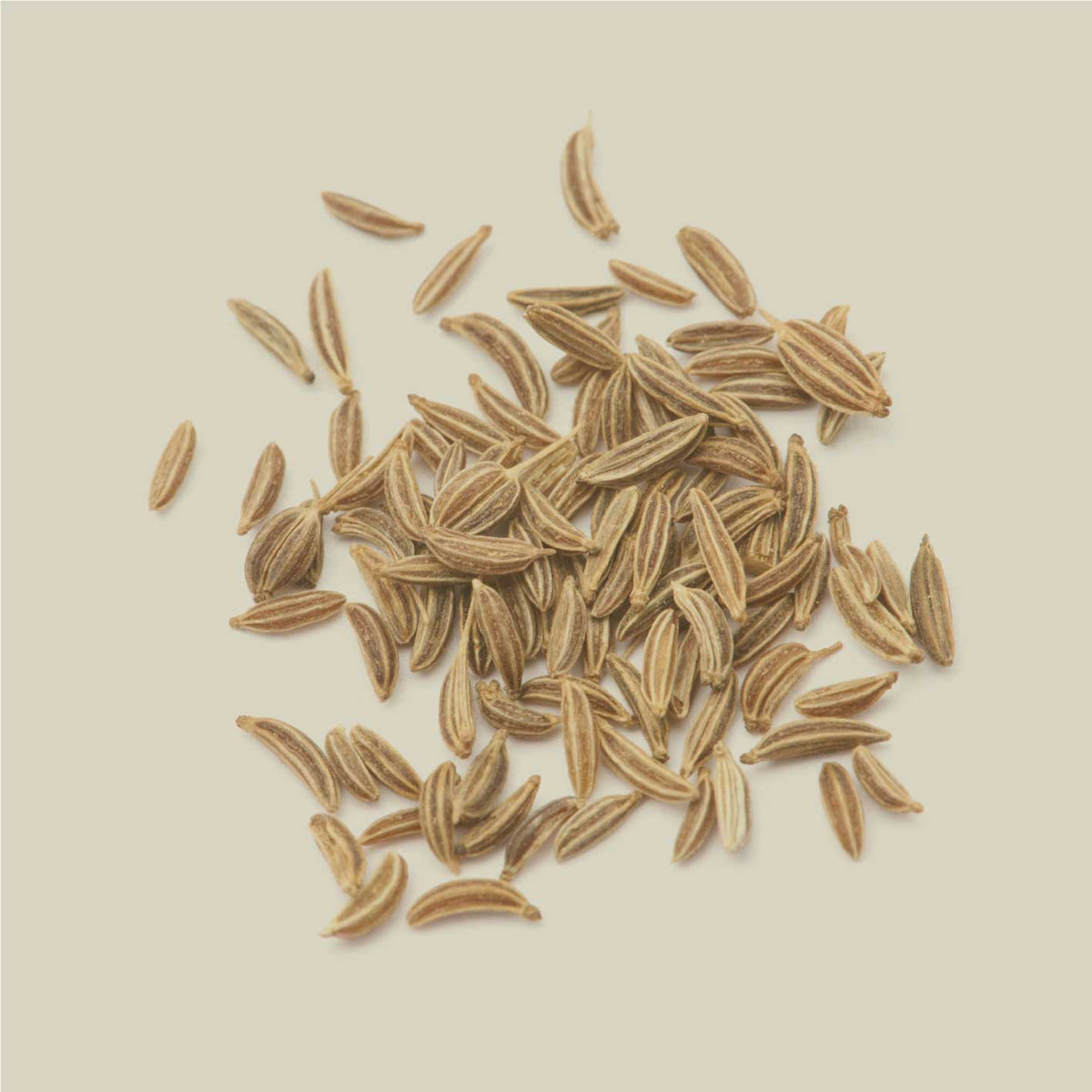 Kümmel ganz als Rohware, ganze Kümmelsamen Nahaufnahme auf hellem Hintergrund, Zutatenmotiv