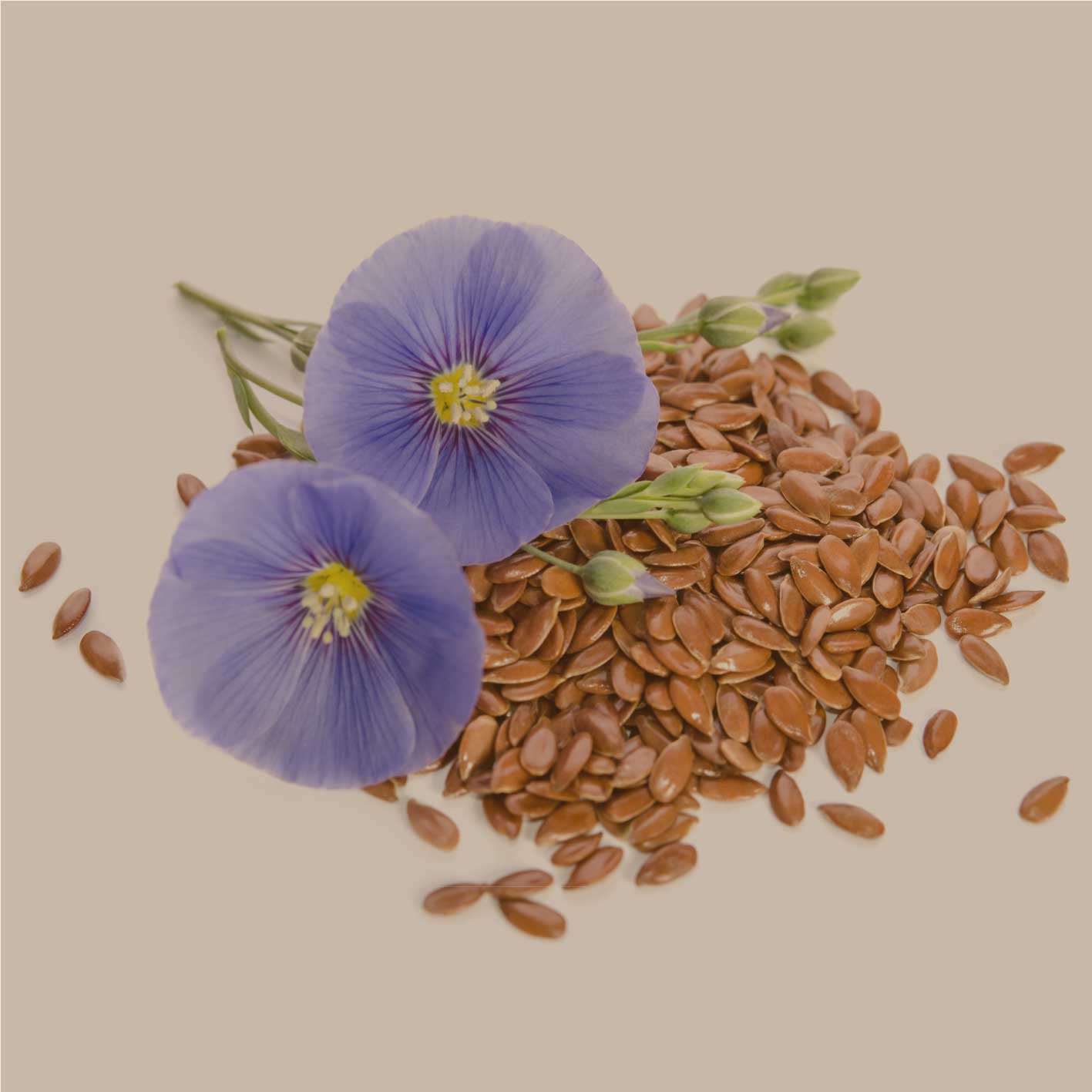 Leinsamen Rohware mit blauer Leinsamen Blüte, ganze Leinsamen als Zutatenmotiv auf hellem Hintergrund