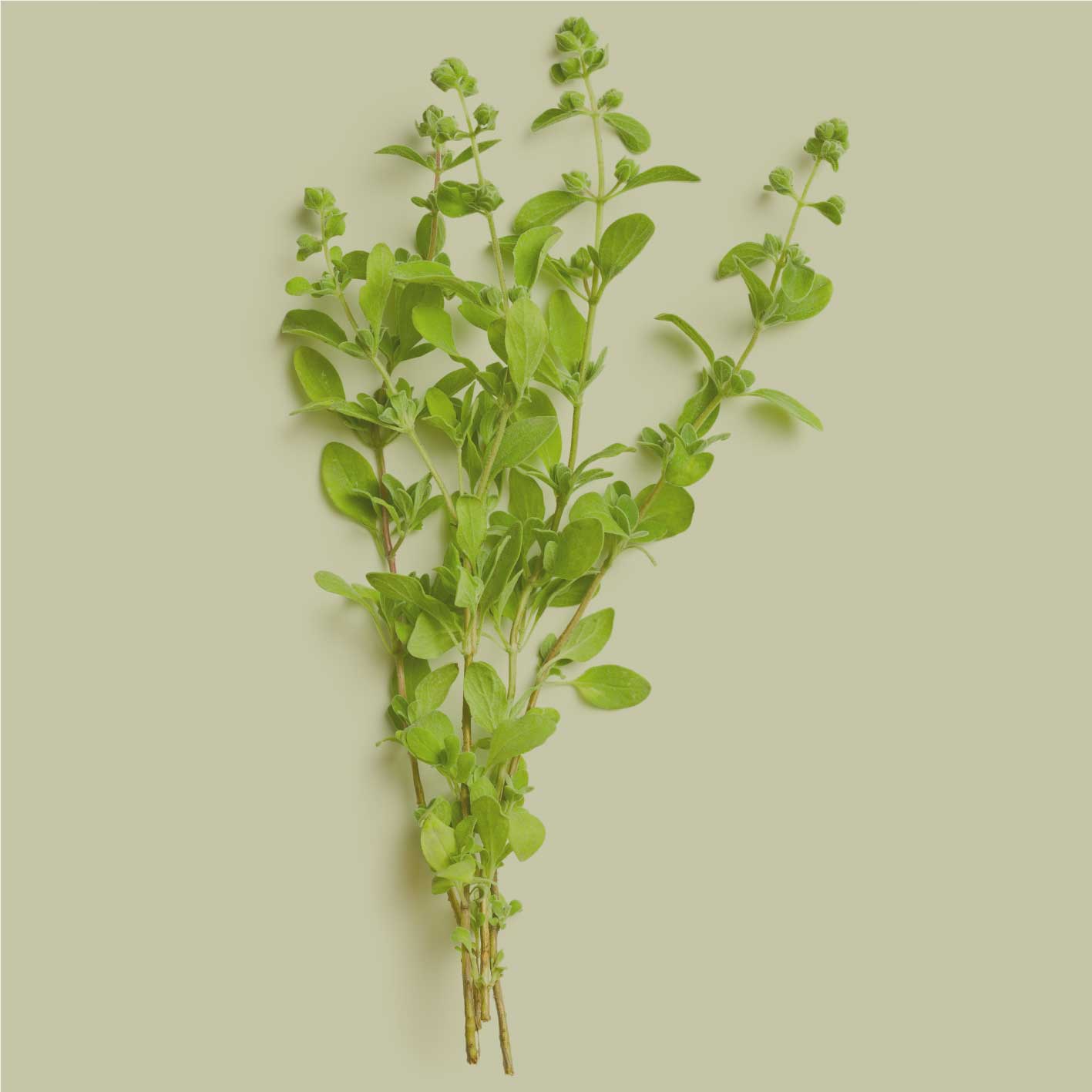 Frischer Majoran Zweig als Zutatenmotiv, grüne Majoranblätter und Stiele auf hellem Hintergrund, Rohware für JKR Spices