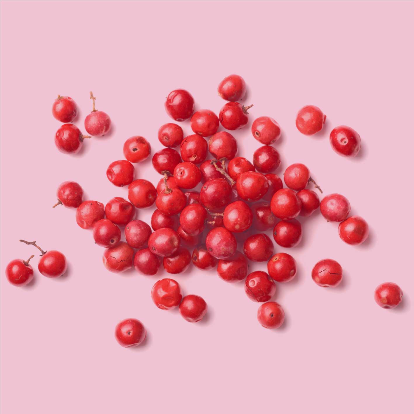 Rosa Beeren Nahaufnahme, rosa Pfefferbeeren verstreut auf rosa Hintergrund, Zutatenmotiv für JKR Spices Rosa Beeren
