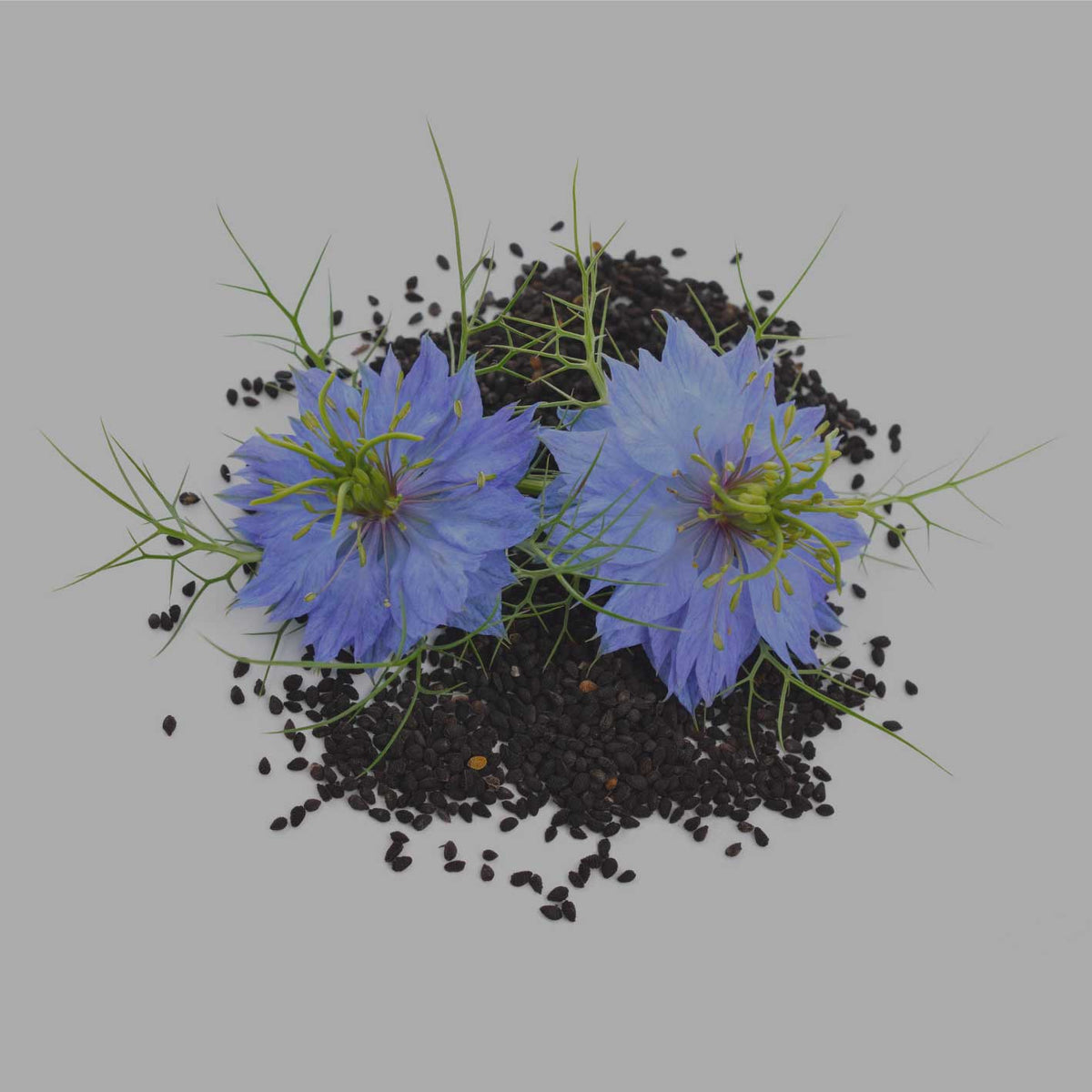 Ganze Schwarzkümmelsamen mit blauen Schwarzkümmelblüten auf grauem Hintergrund Zutatenmotiv für Schwarzkümmel ganz