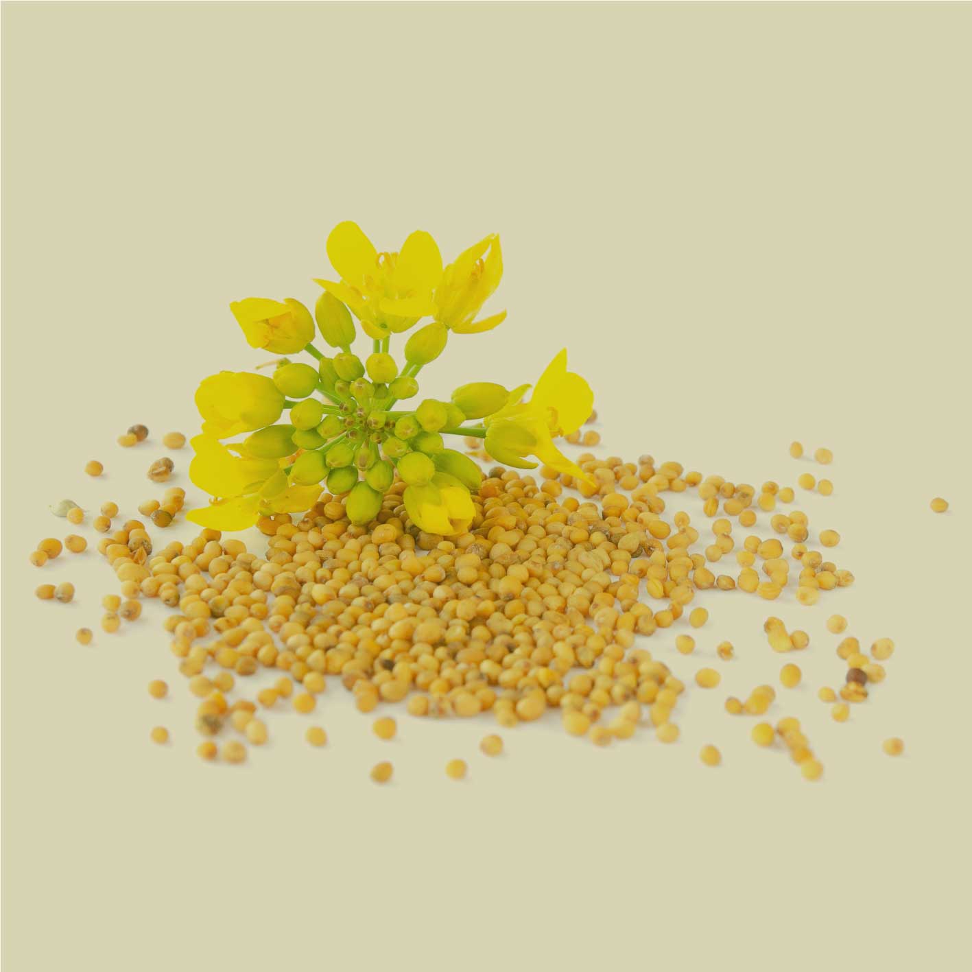 Ganze gelbe Senfkörner mit gelben Senfblüten als Zutatenmotiv auf hellem Hintergrund