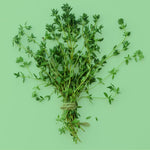 Thymian Zweige frisch auf grünem Hintergrund, Thymiankraut als aromatisches Küchengewürz