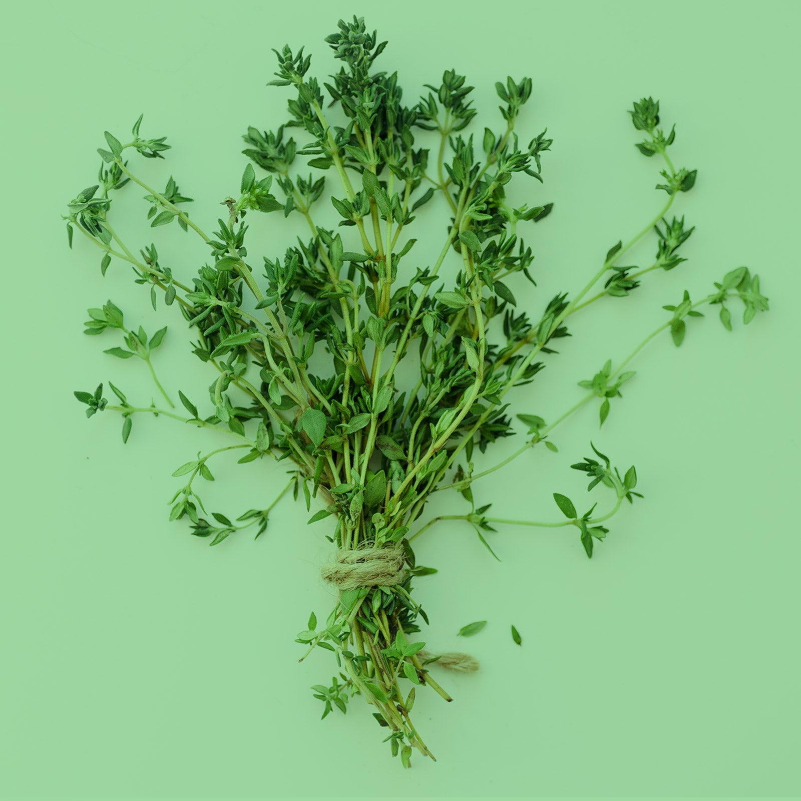 Thymian Zweige frisch auf grünem Hintergrund, Thymiankraut als aromatisches Küchengewürz