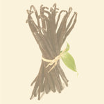 Vanilleschoten gebündelt auf hellem Hintergrund, ganze Vanille Stangen, intensives Aroma für Küche und Patisserie