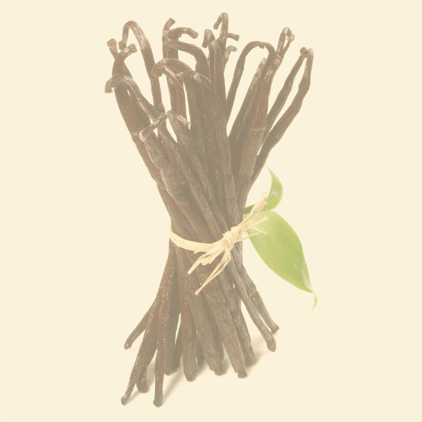 Vanilleschoten gebündelt auf hellem Hintergrund, ganze Vanille Stangen, intensives Aroma für Küche und Patisserie